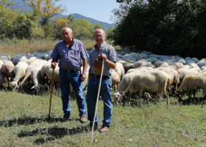Abruzzo: il nuovo corso dell’ovinicoltura