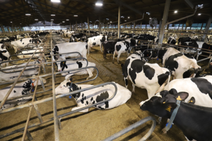 Farm Led, la giusta luce per vacche rilassate