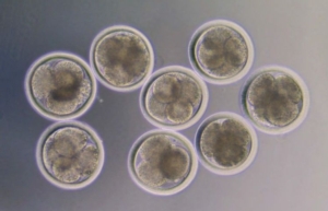 Le possibili applicazioni della “in vitro embryo production”