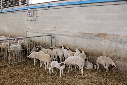 Nuova carro mungitore per pecore da 12 poste