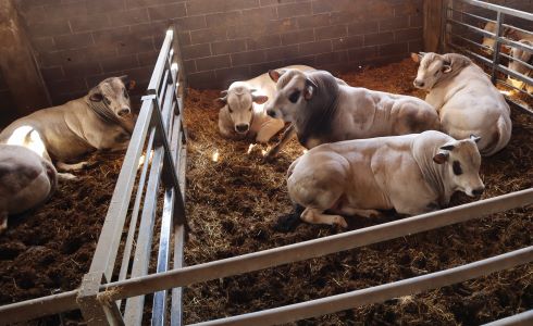 Cargill-Purina 3141 - Sup-R-Bloc mouton et chèvre