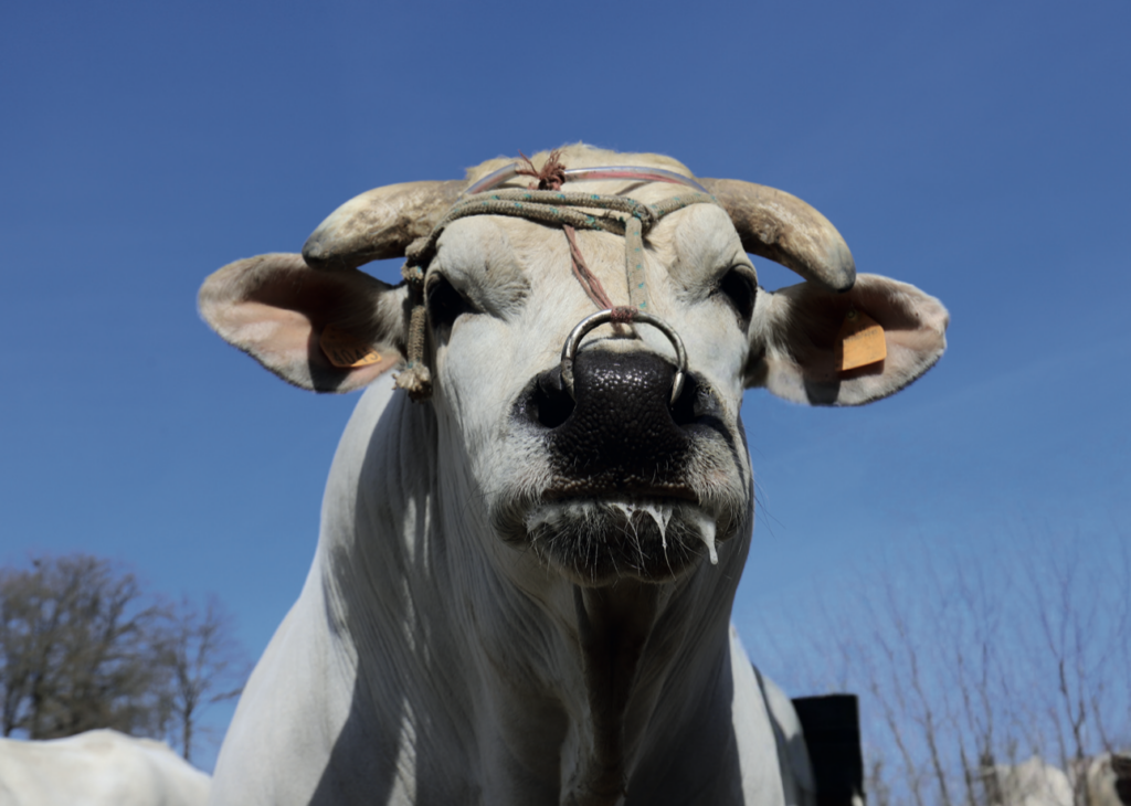 Chianina: il gigante bianco resta sempre attuale