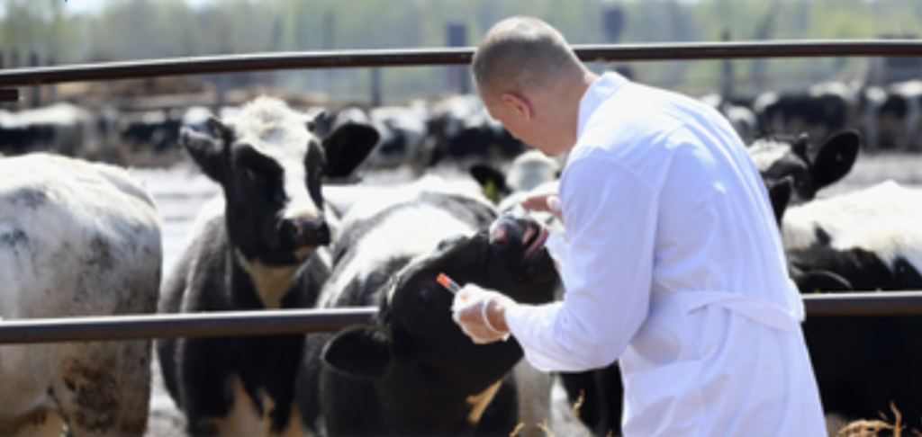European Livestock Voice: nove cose che forse non sai sul benessere animale