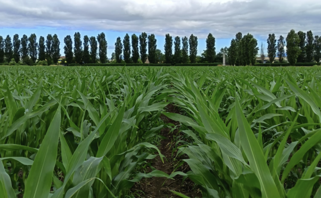 Mais: come risparmiare 600 euro all’ettaro con strip tiller e digestati